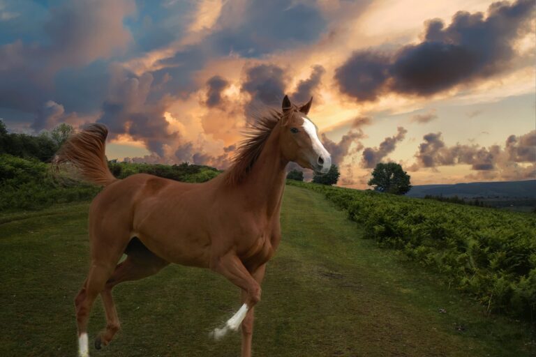 5 Most Famous Racing Horse Breeds