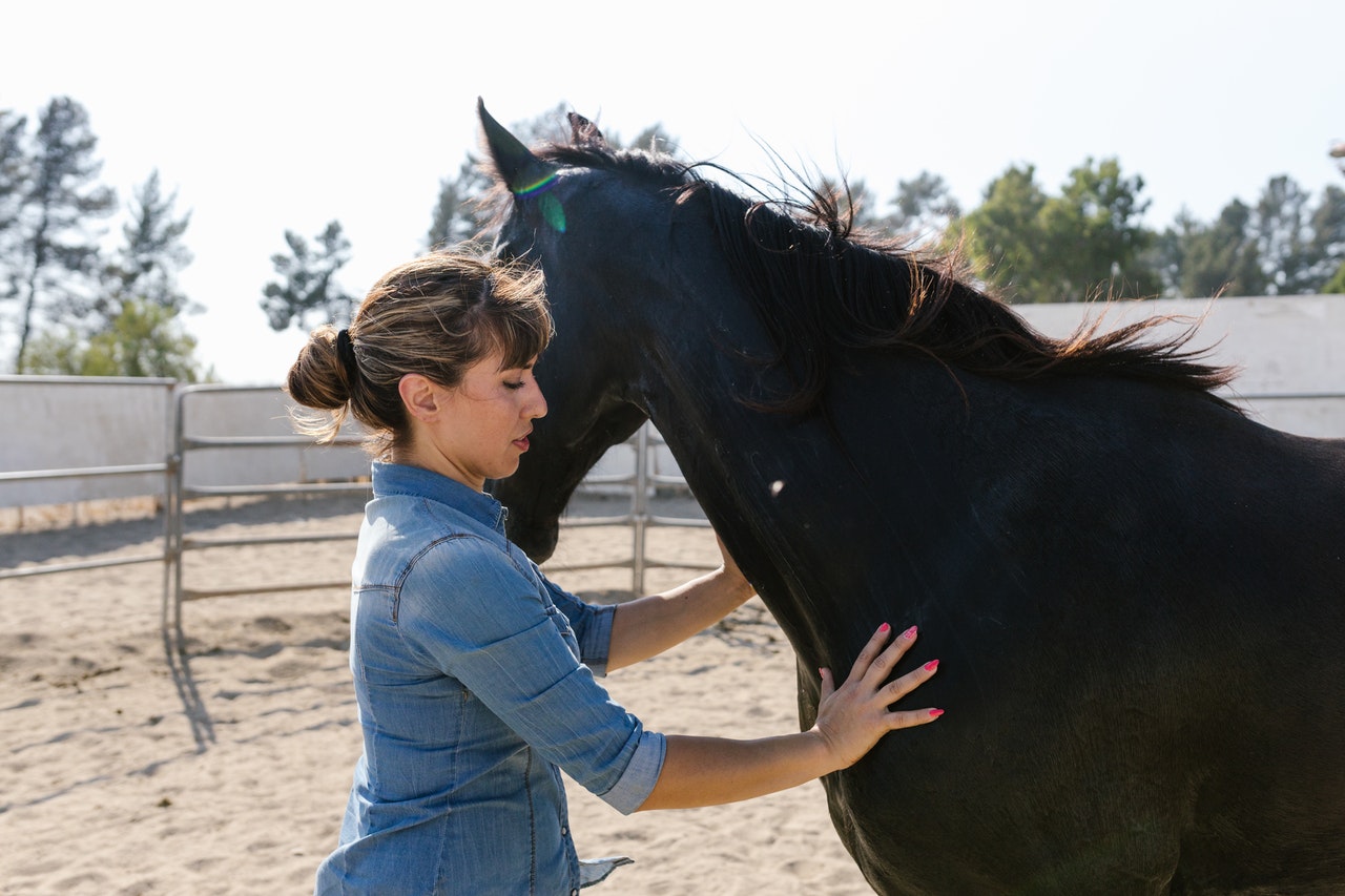 How Expensive is It to Own a Horse?