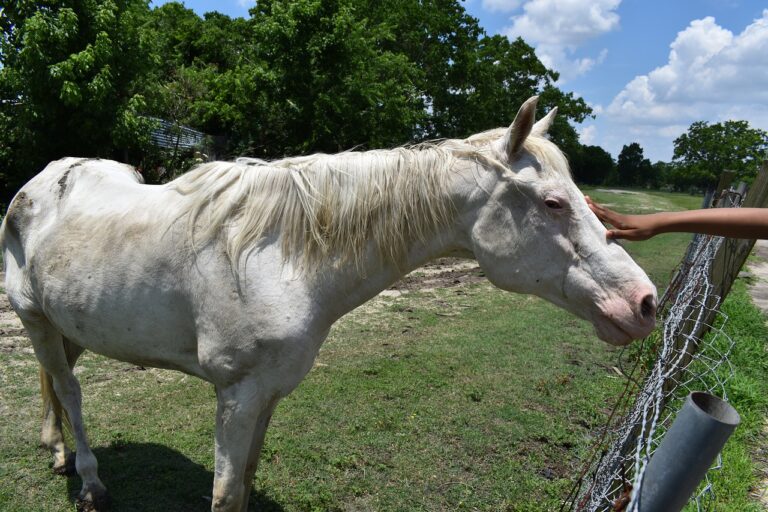 5 Signs of Internal Illness In Horses That Every Owner Should Know