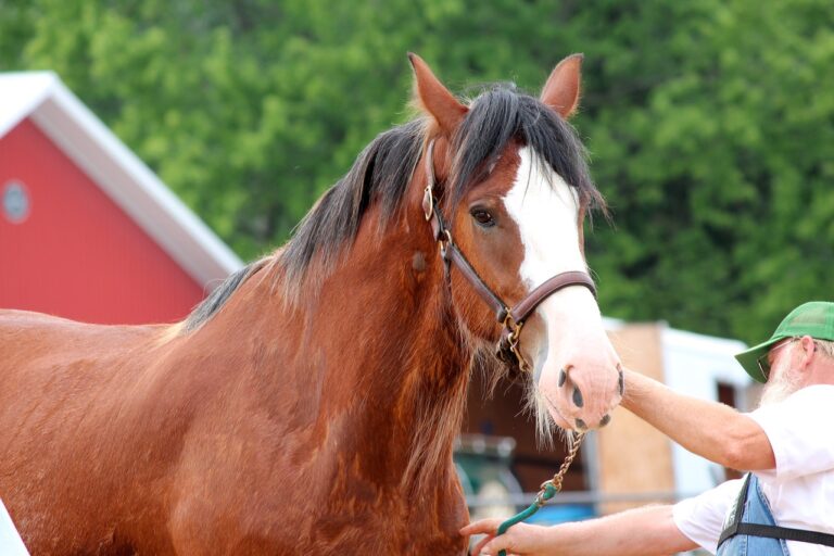 5 Best Horse Breeds for Beginners